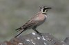 Horned-Lark-South-Fork-White-Mtns-10-0605-14.jpg