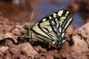 Two-tailed-Swallowtail-Greens-Peak-10-0605-04.jpg