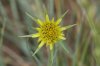 yellow-flower-Big-Springs-Environmental-Area-10-0607-02.jpg