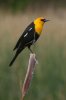 Yellow-headed-Blackbird-Big-Springs-Environmental-Area-10-0607-05.jpg