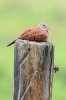 Ruddy-Ground-Dove-duPlooys-Feb07-01.jpg