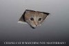 20091216_022003_ceiling_cat1.jpg