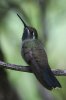 Blue-throated-Hummingbird-Miller-Canyon-10-0724-06.jpg