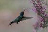 Broad-billed-Hummingbird-Ash-Canyon-10-0724-02.jpg