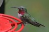 Broad-tailed-Hummingbird-Miller-Canyon-10-0724-02.jpg