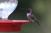 Lucifer-x-Annas-Hummingbird-Ash-Canyon-10-0724-02.jpg