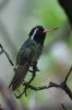 White-eared-Hummingbird-Miller-Canyon-10-0724-17.jpg