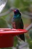 White-eared-Hummingbird-Miller-Canyon-10-0724-03.jpg