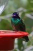 White-eared-Hummingbird-Miller-Canyon-10-0724-25.jpg