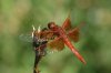 Flame-Skimmer-Miller-Canyon-10-0724-01.jpg