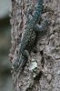 Yarrows-Spiny-Lizard-Miller-Canyon-10-0724-04.jpg