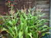 sweetcorn 001.jpg