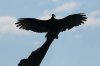 Turkey-Vulture-Rio-Rico-10-0827-07.jpg