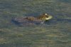 American-Bullfrog-Jacques-Marsh-10-0904-02.jpg