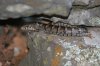 Madrean-Alligator-Lizard-Lake-of-the-Woods-10-0904-01.jpg