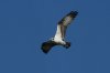 Osprey-Pinetop-10-0904-02.jpg