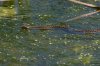 Terrestrial-Gartersnake-Jacques-Marsh-10-0904-01.jpg