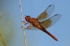 Flame-Skimmer-Lakeside-Park-10-1010-01.jpg