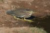 Green-Heron-Silverbell-Lake-10-1010-02.jpg