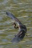 Tricolored-Heron-Lakeside-Park-10-1010-05.jpg