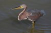 Tricolored-Heron-Lakeside-Park-10-1010-35.jpg