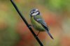 Blue-Tit-Leicester-10-0912-04.jpg