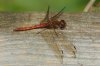 Common-Darter-Priory-Water-10-0916-07.jpg