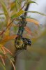 Migrant-Hawker-Priory-Water-10-0916-03.jpg