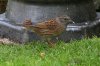 Dunnock-Leicester-10-0912-12.jpg