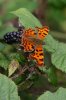 Comma-Priory-Water-10-0916-01.jpg