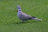 Eurasian-Collared-Dove-Leicester-10-0912-01.jpg