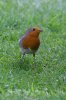 European-Robin-Leicester-10-0912-05.jpg