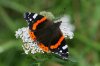 Red-Admiral-Priory-Water-10-0916-03.jpg