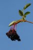 elderberries-Leicester-10-0912-11.jpg