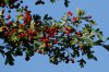 hawthorn-Leicester-10-0912-12.jpg