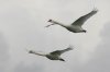 Mute-Swan-Priory-Water-10-0916-02.jpg