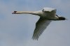 Mute-Swan-Priory-Water-10-0916-05.jpg