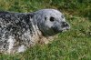 Common-Seal-Mousa-10-0920-14.jpg