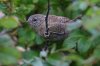 Eurasian-Wren-Virkie-10-0921-02.jpg