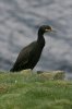 European-Shag-Mousa-10-0919-04.jpg