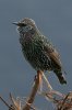 European-Starling-Virkie-10-0920-01.jpg