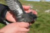 European-Storm-Petrel-Mousa-10-0919-07.jpg