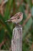 Whinchat-Virkie-10-0920-02.jpg