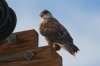 Ferruginous-Hawk-Santa-Cruz-Flats-10-1106-07.jpg