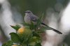 Northern-Mockingbird-Agua-Caliente-Park-10-1111-02.jpg