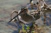 Wilsons-Snipe-Santa-Cruz-Flats-10-1106-03.jpg