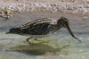 Wilsons-Snipe-Santa-Cruz-Flats-10-1106-14.jpg