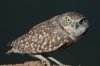 Burrowing-Owl-Rousseau-Sod-Farm-10-1115-02.jpg