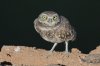 Burrowing-Owl-Rousseau-Sod-Farm-10-1115-05.jpg