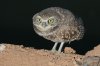 Burrowing-Owl-Rousseau-Sod-Farm-10-1115-10.jpg